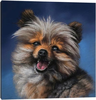 Pomeranian Original Painting on 16x20 Canvas – Audra Style
