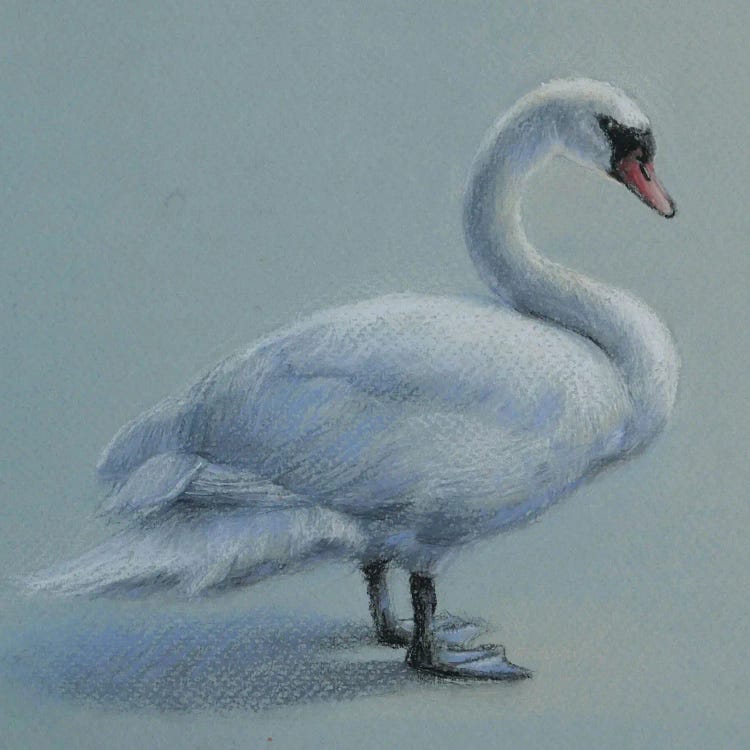 Swan