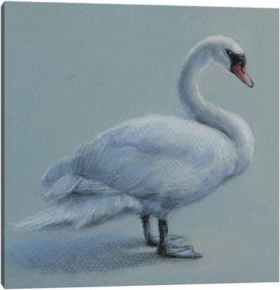 Swan Canvas Art Print - Natalie Ayas