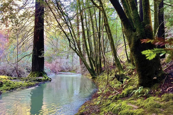 Fine Art Print: Bohemian Creekside by Nicole Dell