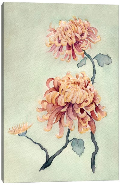 Chrysanthemum Beauty I Canvas Art Print - Chrysanthemum Art