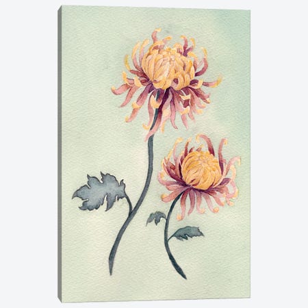 Chrysanthemum Beauty II Canvas Print #NCH2} by Natasha Chabot Canvas Print