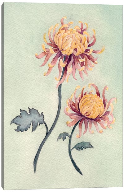 Chrysanthemum Beauty II Canvas Art Print - Chrysanthemum Art