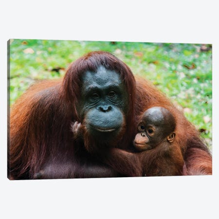 Orangutan Mother And Baby, Malaysia, Malaysian Borneo, Sarawak, Semenggoh Nature Reserve. Canvas Print #NCO10} by Nico Tondini Canvas Artwork