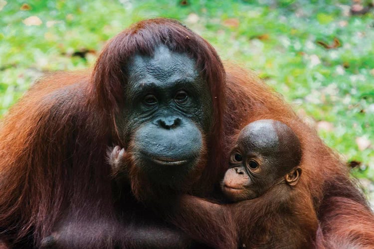 Orangutan Mother And Baby, Malaysia, Malaysian Borneo, Sarawak, Semenggoh Nature Reserve.