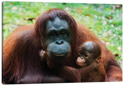 Orangutan Mother And Baby, Malaysia, Malaysian Borneo, Sarawak, Semenggoh Nature Reserve. Canvas Art Print