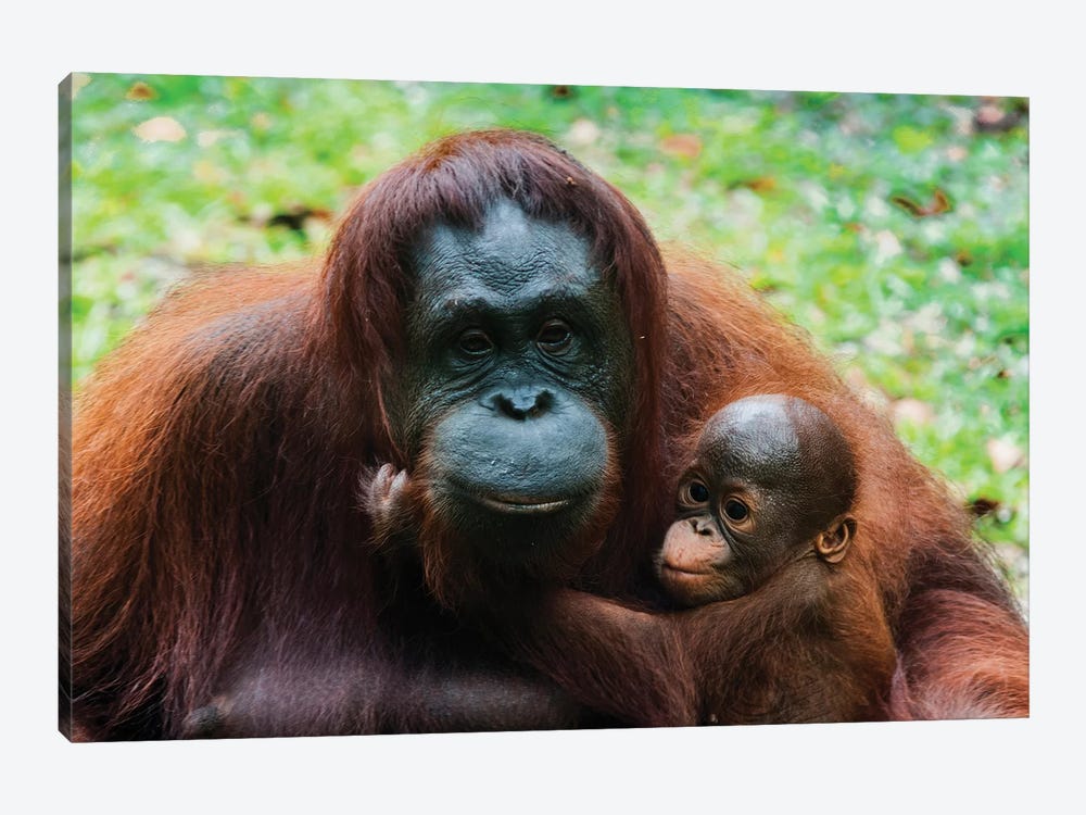 Orangutan Mother And Baby, Malaysia, Malaysian Borneo, Sarawak, Semenggoh Nature Reserve. by Nico Tondini 1-piece Canvas Artwork