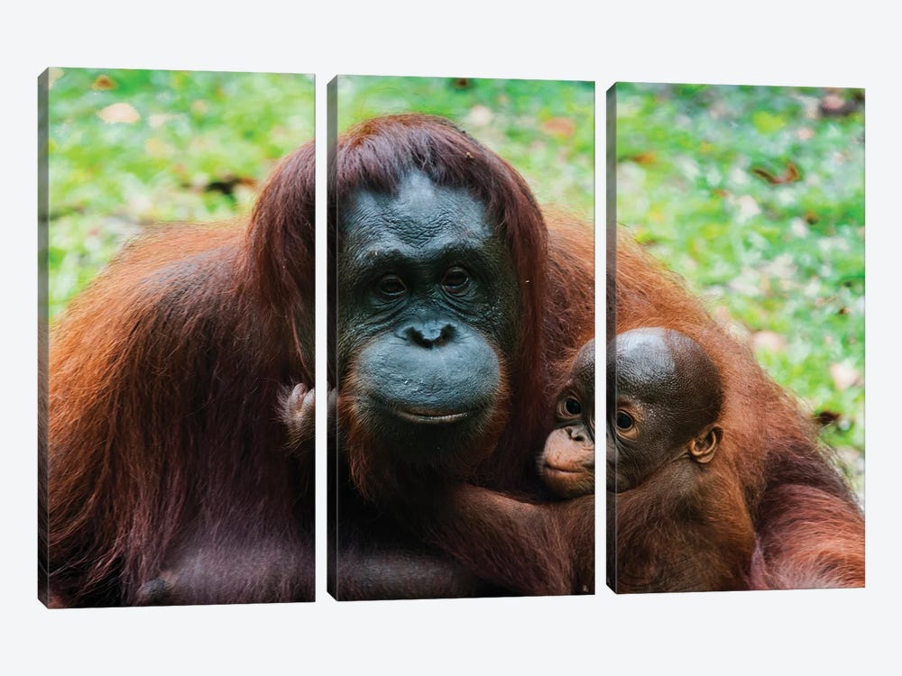 Orangutan Mother And Baby, Malaysia, Malaysian Borneo, Sarawak, Semenggoh Nature Reserve. by Nico Tondini 3-piece Canvas Wall Art