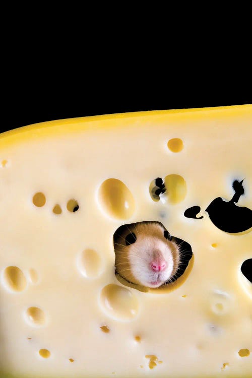 White Rat In A Slice Of Cheese