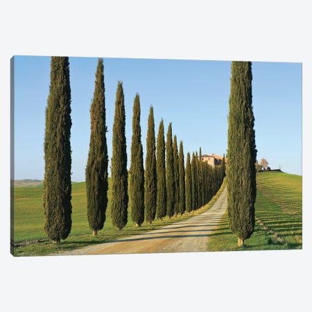 Cypress-lined Dirt Road, Siena Province, Val d'Orcia, Tuscany Region, Italy Canvas Print #NCO2} by Nico Tondini Canvas Art