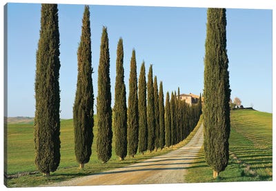 Cypress-lined Dirt Road, Siena Province, Val d'Orcia, Tuscany Region, Italy Canvas Art Print - Tuscany Art