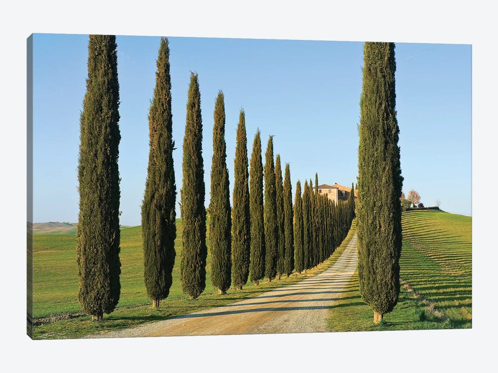 Cypress-lined Dirt Road, Siena Province, Val d'Orcia, Tuscany Region, Italy by Nico Tondini 1-piece Canvas Print