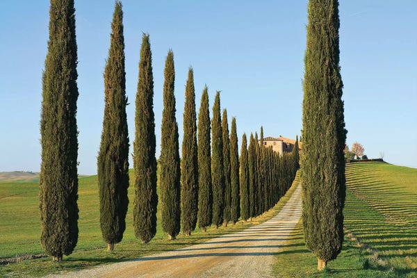 Cypress Trees: Cypress-lined Dirt Road, Siena Province, Val d'Orcia, Tuscany Region, Italy by Nico Tondini