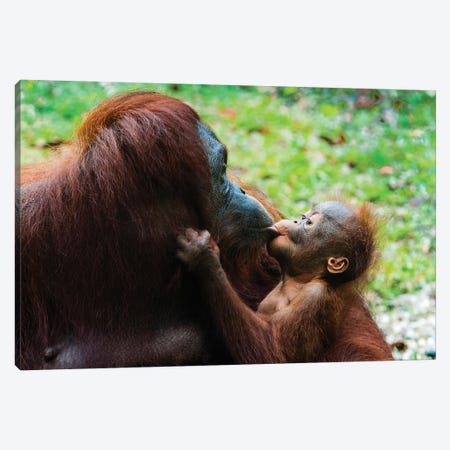 Orangutan Mother And Baby, Malaysia, Malaysian Borneo, Sarawak, Semenggoh Nature Reserve. Canvas Print #NCO9} by Nico Tondini Canvas Artwork