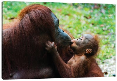 Orangutan Mother And Baby, Malaysia, Malaysian Borneo, Sarawak, Semenggoh Nature Reserve. Canvas Art Print - Primate Art