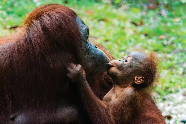 Orangutans: Orangutan Mother And Baby, Malaysia, Malaysian Borneo, Sarawak, Semenggoh Nature Reserve. by Nico Tondini
