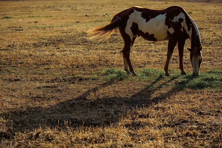 Long Shadow