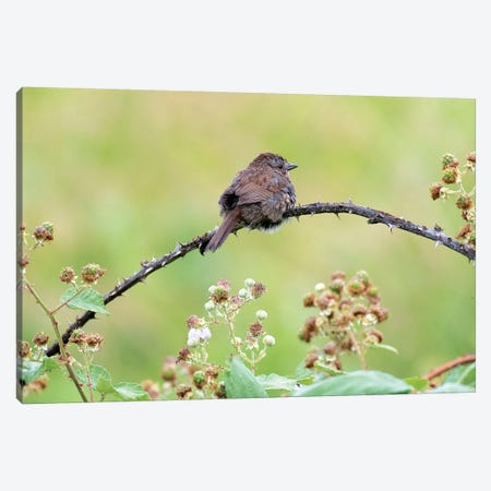 Resting Sparrow Canvas Print #NCR11} by Nancy Crowell Canvas Print