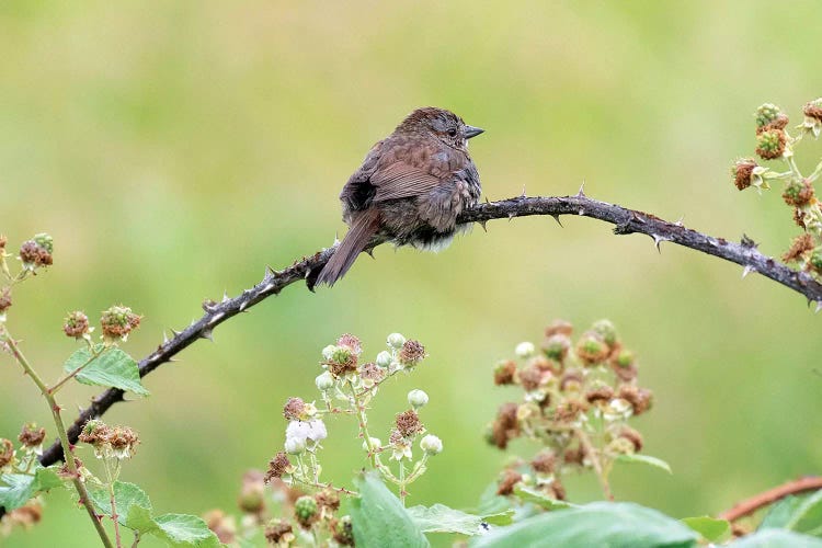 Resting Sparrow by Nancy Crowell wall art
