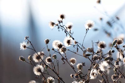 Spring Fluff by Nancy Crowell canvas print