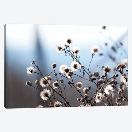 Spring Fluff Canvas Print #NCR15} by Nancy Crowell Canvas Art