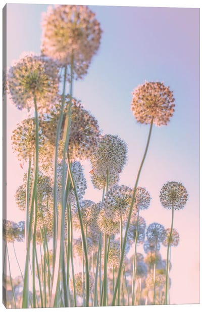 Daydreams Canvas Art Print - Allium Art