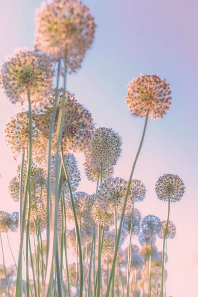 Alliums: Daydreams by Nancy Crowell