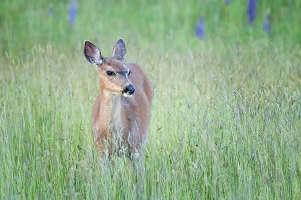 Nancy Crowell: First Look by Nancy Crowell