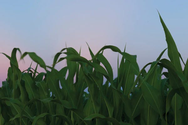 Nancy Crowell: Looking To The Sun by Nancy Crowell