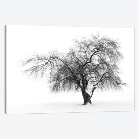 Solutude Canvas Print #NCR23} by Nancy Crowell Canvas Wall Art