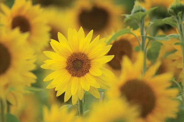 Nancy Crowell: Standing Out by Nancy Crowell