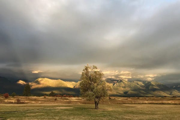 Nancy Crowell: The Wait by Nancy Crowell