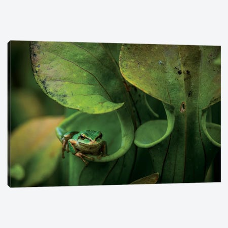 Arboreal Refuge Canvas Print #NCR2} by Nancy Crowell Canvas Wall Art