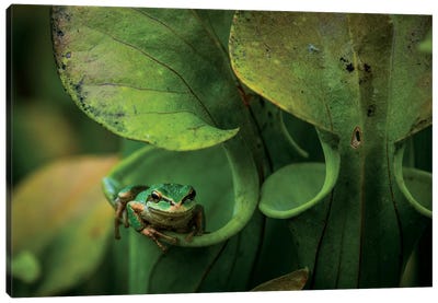 Arboreal Refuge Canvas Art Print - Frog Art