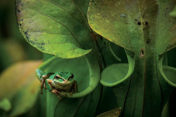 Nancy Crowell: Arboreal Refuge by Nancy Crowell