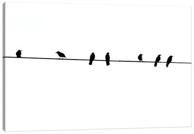 Chatter Canvas Art Print - Birds On A Wire