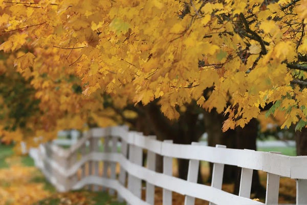 Nancy Crowell: Golden Dreams by Nancy Crowell