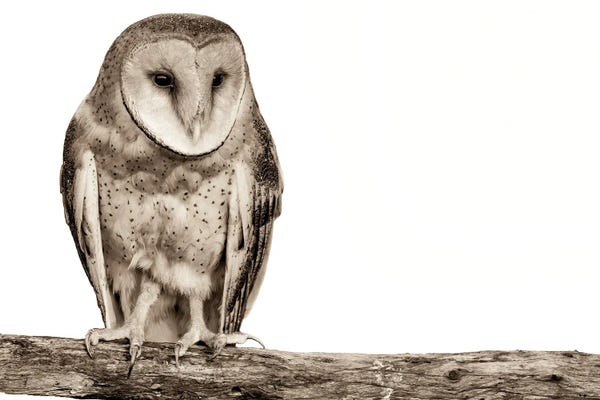 Nancy Crowell: I'll Be Watching by Nancy Crowell