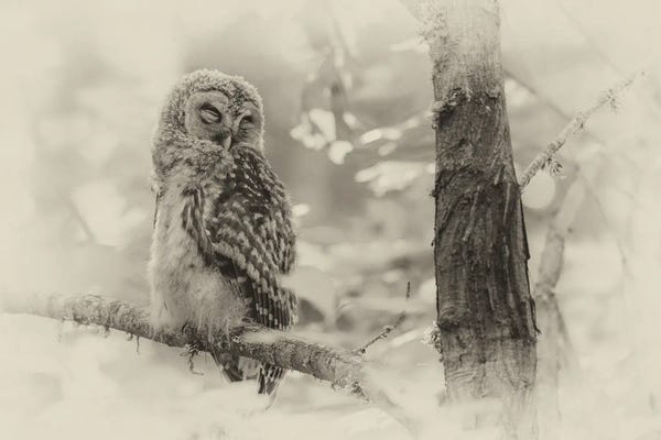 Nancy Crowell: My Home by Nancy Crowell