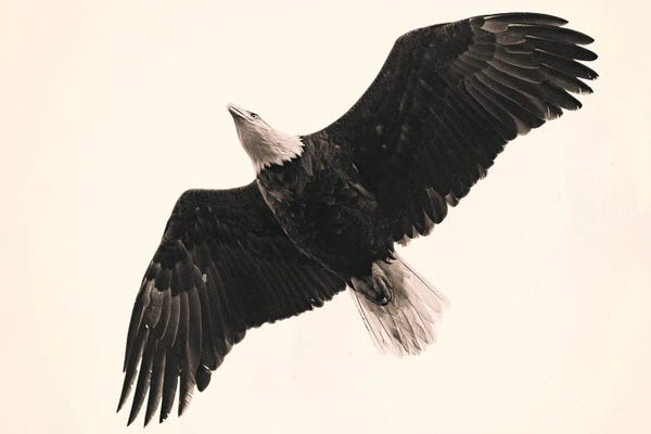 Nancy Crowell: United Alone by Nancy Crowell