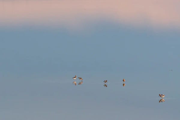 Nancy Crowell: First Light I by Nancy Crowell