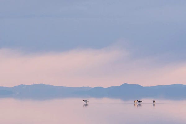 Nancy Crowell: First Light II by Nancy Crowell