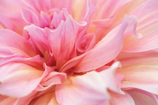 Nancy Crowell: Perfect Petals I by Nancy Crowell