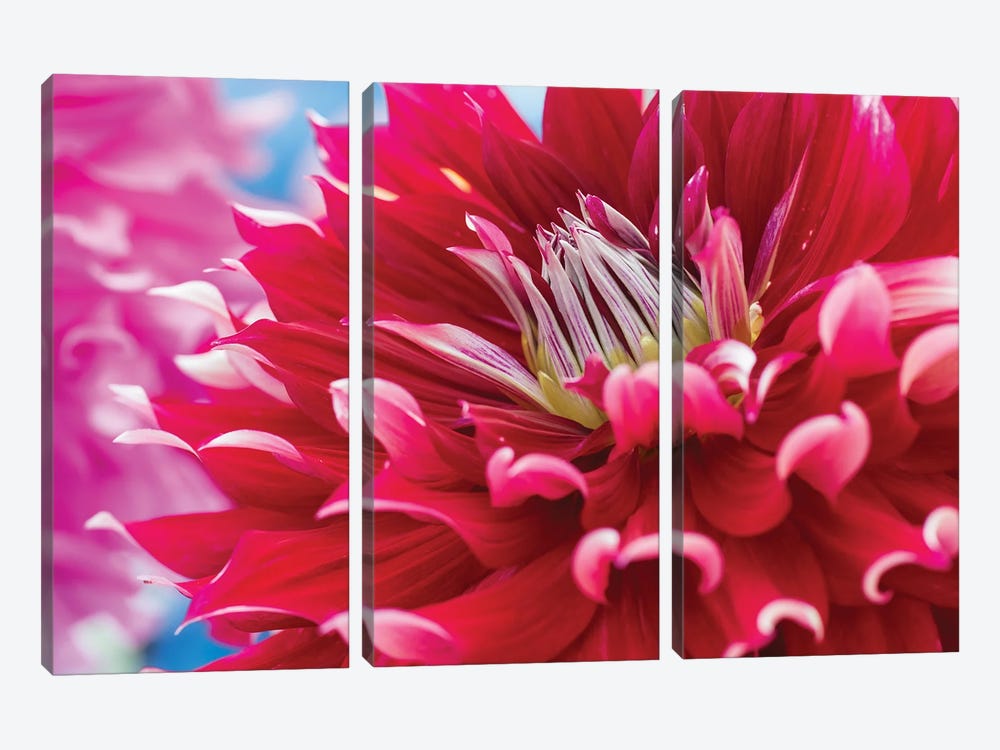 Perfect Petals II by Nancy Crowell 3-piece Canvas Wall Art