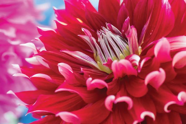 Nancy Crowell: Perfect Petals II by Nancy Crowell