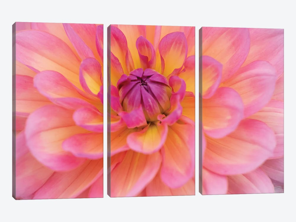 Perfect Petals III by Nancy Crowell 3-piece Canvas Art Print