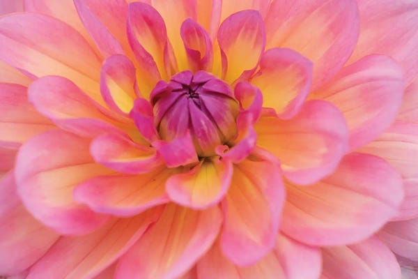 Nancy Crowell: Perfect Petals III by Nancy Crowell