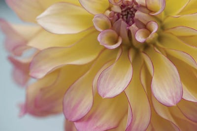 Perfect Petals IV by Nancy Crowell multi panel art