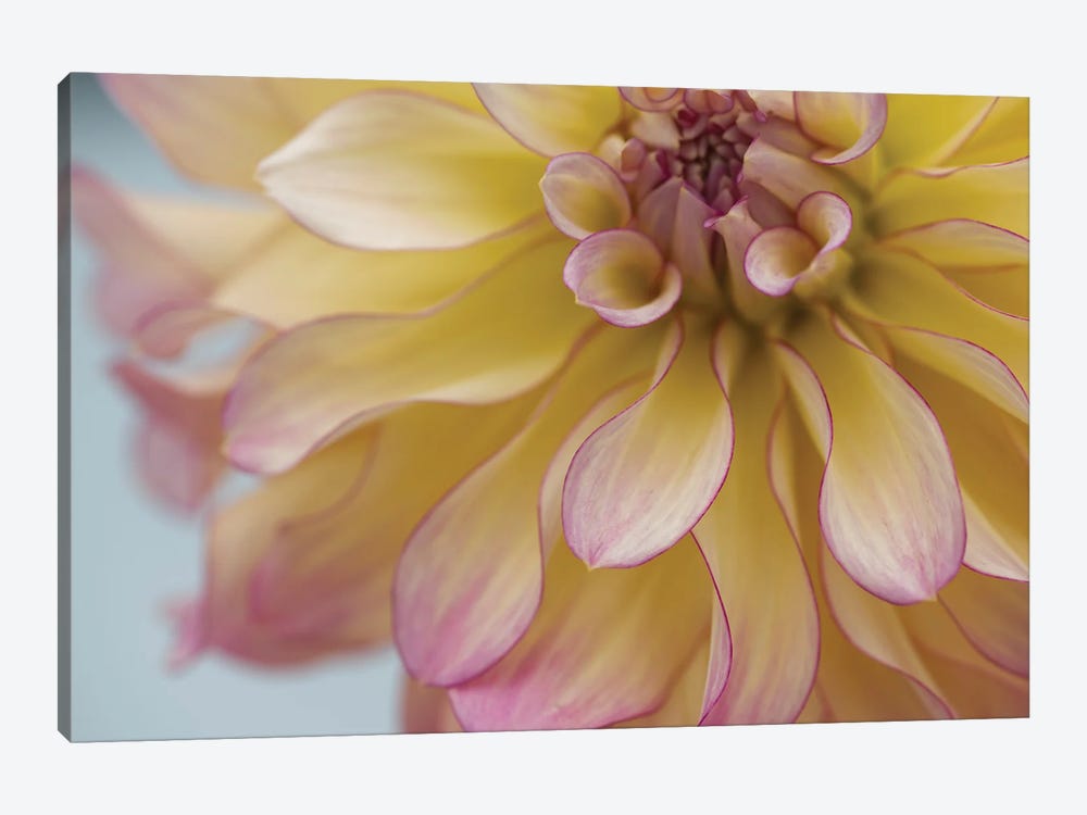 Perfect Petals IV by Nancy Crowell 1-piece Canvas Wall Art