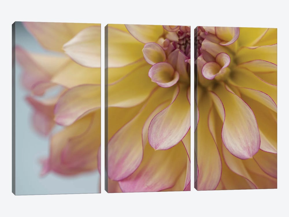Perfect Petals IV by Nancy Crowell 3-piece Canvas Art